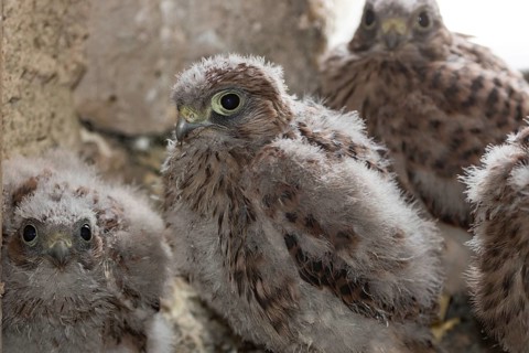 Kestrel (Falco tinnunculus)