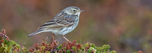 Meadow Pipit, (Anthus pratensis), Pipit farlouse, Bisbita Común, animals, birds, family of stilts