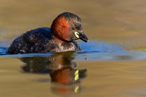 Little grebe, (Tachybaptus ruficollis), (Podiceps ruficollis), animals, birds, grebe family, swims
