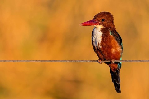 Brown kingfisher, (Halcyon smyrnensis), kingfisher, animals, birds, kingfisher family, Lahavot
