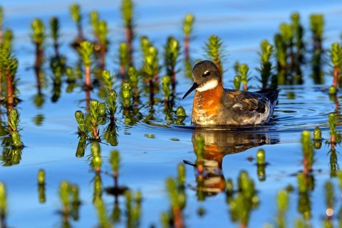 Odin's chicken, (Phalaropus lobatus), swims in the water, wading bird, Varanger, Finnmark, Norway,