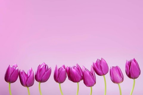 Pink tulips flowers in a row group line arrangement on pink background