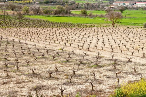Rows of pruned bare grape vines in early spring, prepared for upcoming budding
