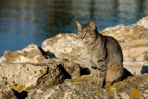 Tiger cat in Lagos, Algarve, Portugal, Europe