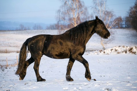 Friesian horse in winter