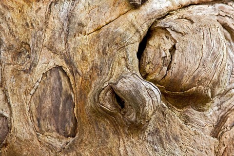 Tree face, wooden head