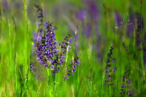 Meadow sage, Salvia pratensis, meadow sage