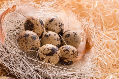 Quail's eggs