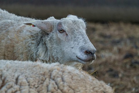 Profile view of a sheep with an attentive look in the stable, ramsdorf, münsterland, germany