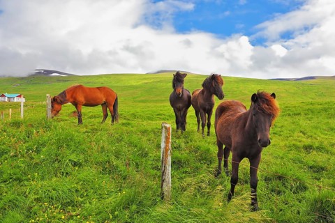 Well-groomed horses graze and play with each other in a meadow near the farm. Herd of Icelandic