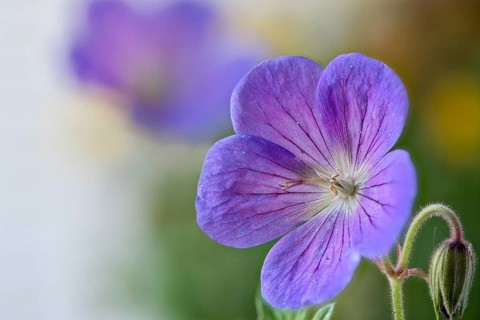 Geranium pratense, the meadow crane's-bill or meadow geranium, Geraniaceae native to Europe and