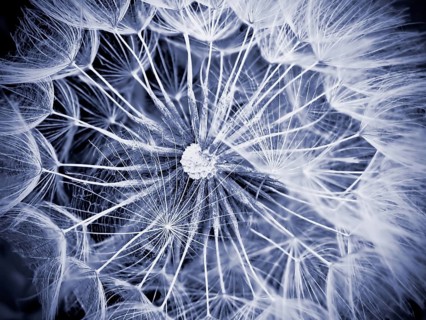 Macro of giant dandelion