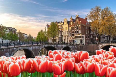 Amsterdam Netherlands, city skyline Dutch house at canal waterfront with spring tulip flower