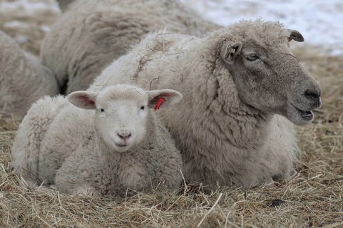 A sheep and a lamb lie next to each other in the straw on snow-covered ground, sheep, borken,