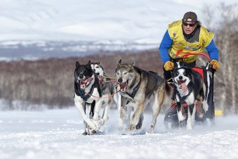 PETROPAVLOVSK, KAMCHATKA PENINSULA, RUSSIA, FEB 25, 2017: Running sled dog team Kamchatka musher