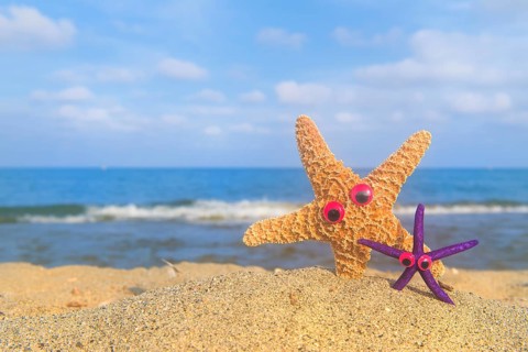Funny star fishes with eyes at the beach with the sea in the background