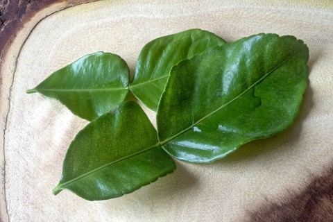 Kaffir lemon leaves on teak, spice for Thai curries