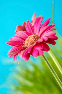 Gerbera hybrid