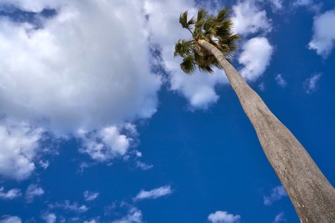 Washingtonia high Palm tree under a blue sky