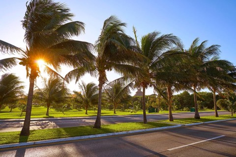 Cancun Mexico Kukulcan boulevard palm trees at Hotel Zone in Mexico