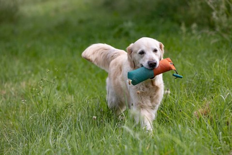 Beautiful Golden Retriever dog runs with a dummy in its mouth