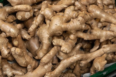 Ginger (Zingiber officinale), Kempten, Allgäu, Bavaria, Germany, Europe