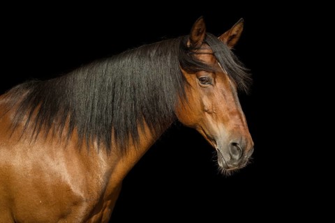 Brown Andalusian gelding in portrait in front of black background, Germany, Europe