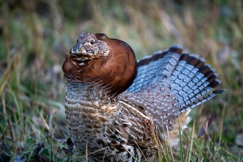 Ruffed Grouse in Manitoba Canada full regalia Canada
