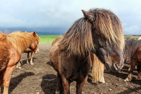 Portrait of brown Icelandic pony with long mane, North Iceland