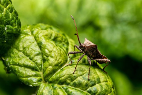 A view of a leather bug on a flower