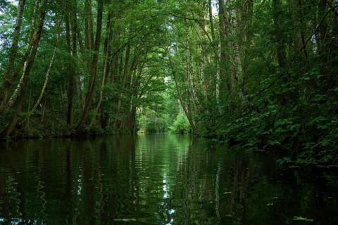Travelling by kayak in the Lower Spreewald 4