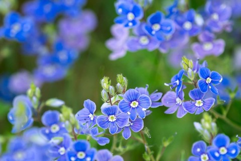 Veronica chamaedrys, blue blossoms in spring
