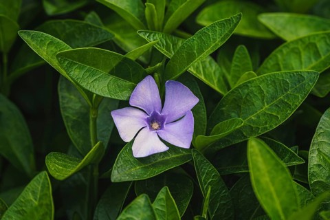 Purple blue flowers of periwinkle, vinca minor
