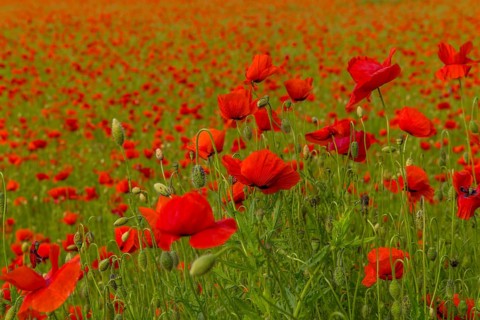 Poppy field with skyline, Frankfurt, Hesse, Germany, Europe