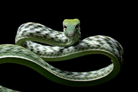 Close up photo of Asian vine snake in black background