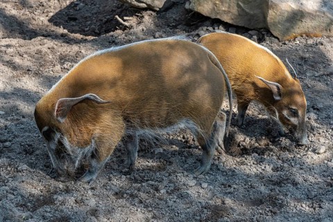 Red River Hog (Potamochoerus porcus) looking for food