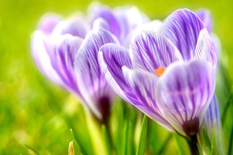 Beautiful springflower crocus in the garden