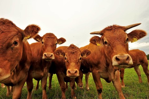 Black Forest cattle