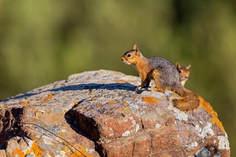 Caucasian squirrel, (Sciurus anomalus), animal, animals, mammal, mammals, biotope, habitat,