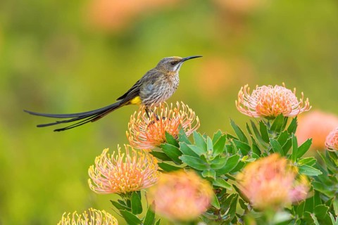 Cape sugarbird (Promerops cafer), Harold Porter National Botanical Gardens, Betty's Bay, Western