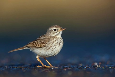 Canary Island pipit, (Anthus bertheloti) Songbird, family of stilts and pipits, Fuerteventura,