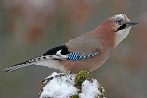 Jay, European Jay, Jay, eurasian jay (Garrulus glandarius), Geai des chênes, Arrendajo Común,