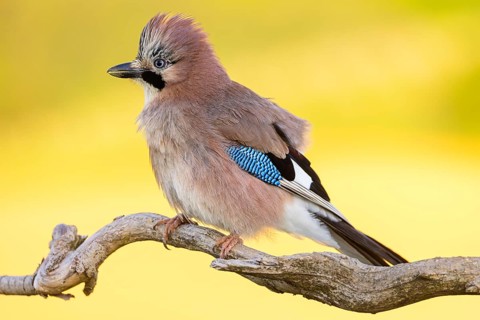 Jay, European Jay, Jay, eurasian jay (Garrulus glandarius), Geai des chênes, Arrendajo Común,