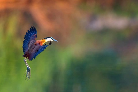 Blue-fronted Jacanas, (Actophilornis africana), Actophilornis africanus