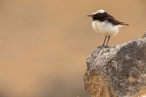 Arabian Wheatear, (Oenanthe lugentoide, Middle East, Oman, male, Jabal Samhan, Salalah, Dhofar,