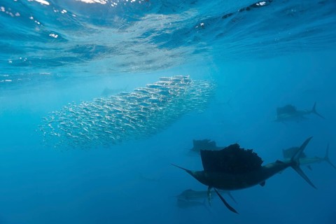Atlantic sailfish hunting sardines, Istiophorus albicans, Isla Mujeres, Yucatan Peninsula,