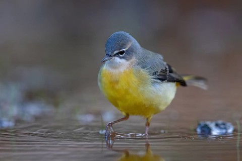 Grey wagtail (Motacilla cinerea), Bergeronnette des ruisseaux, Lavandera Cascadeña, mountain