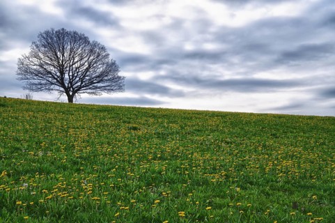Meadow with dandelion flowers