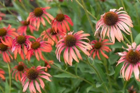 Red coneflower (Echinacea 'Tomato Soup'), Weihenstephan Gardens, Federal Republic of Germany
