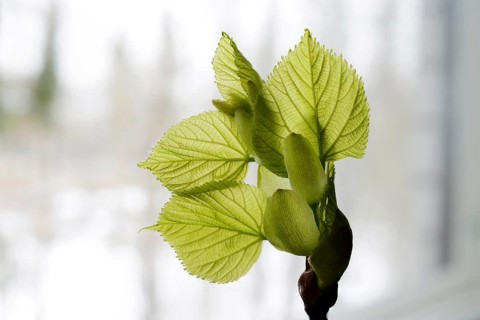Linden tree leaf bud emerging and opening on neutral background